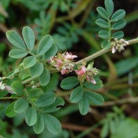 Indigofera linnaei Ali